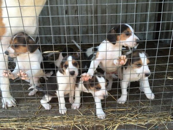 Щенки русской пегой гончей в вольере