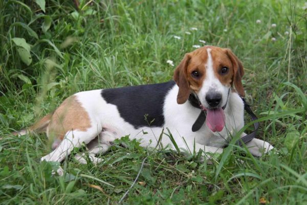 Русская пегая гончая на природе