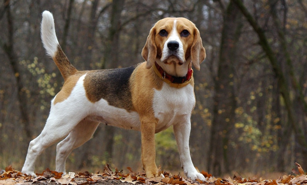 Русская пегая гончая с высоко поднятым хвостом