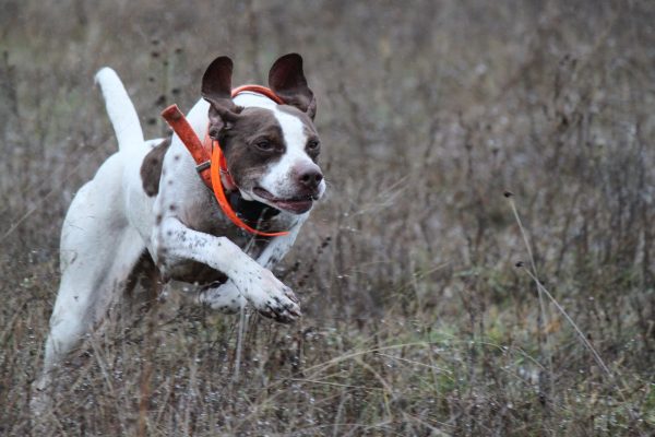 Бегущий пойнтер