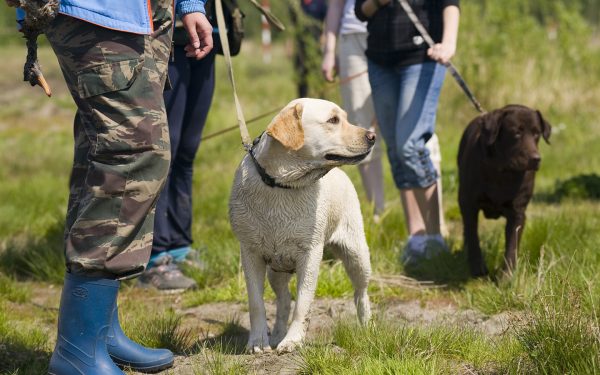 Дрессировка