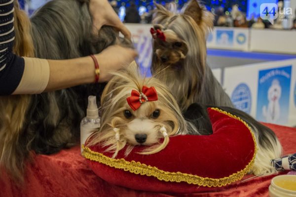 Конкурс красоты среди собак