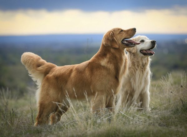 Два золотистых ретривера