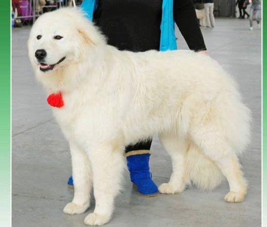 Абруццкая овчарка маремма – грозное животное или преданный полярный медведь?