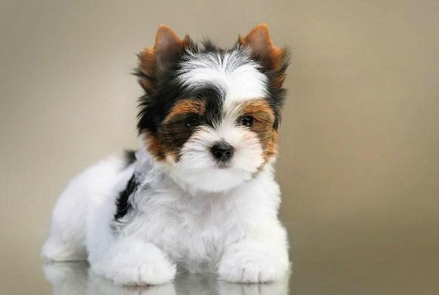 Бивер йорк – щенок