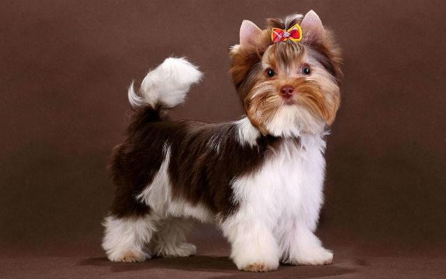 Бивер йорк – уход за шерстью, стрижка