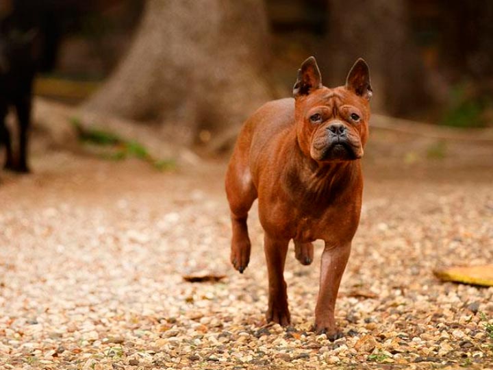 Чунцин или китайский бульдог