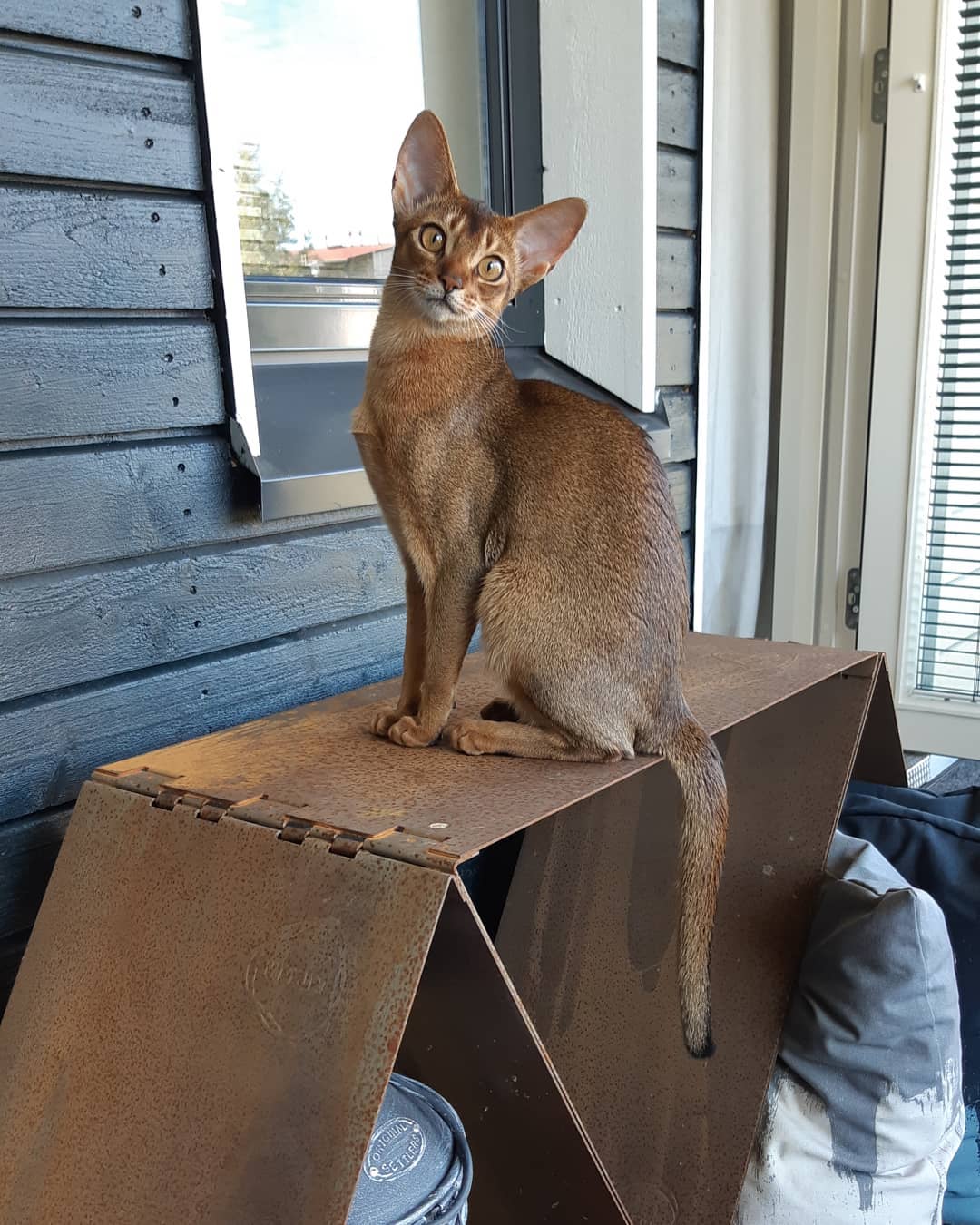 Абиссинская кошка: характер и поведение, плюсы и минусы породы, содержание и уход