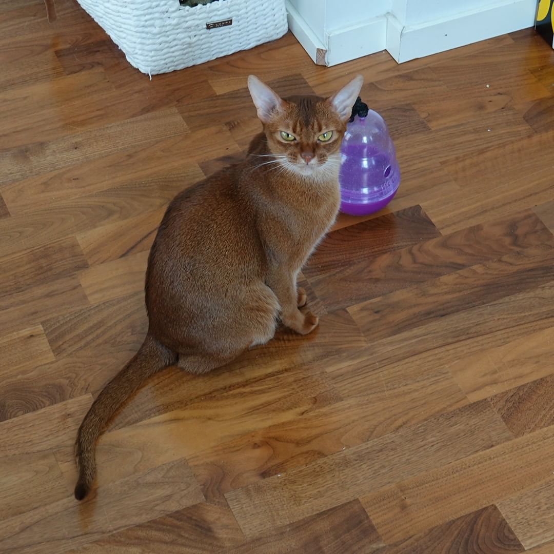 abissinskaya-koshka-harakter-i-povedenie