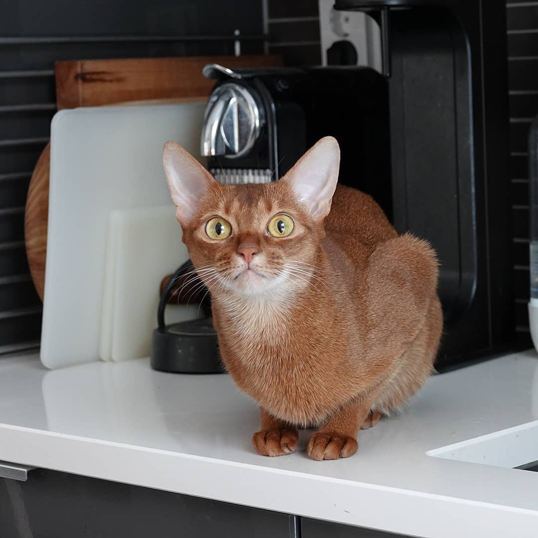 abissinskaya-koshka-harakter-i-povedenie