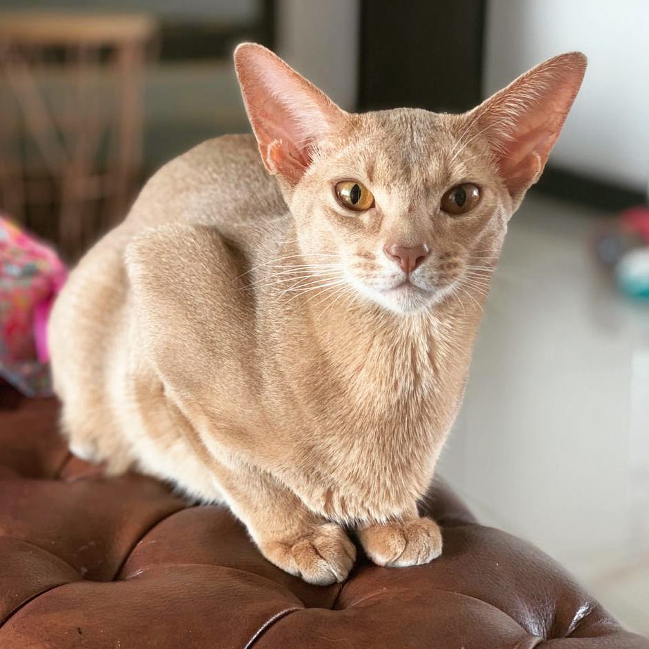 Абиссинская кошка: характер и поведение, плюсы и минусы породы, содержание и уход
