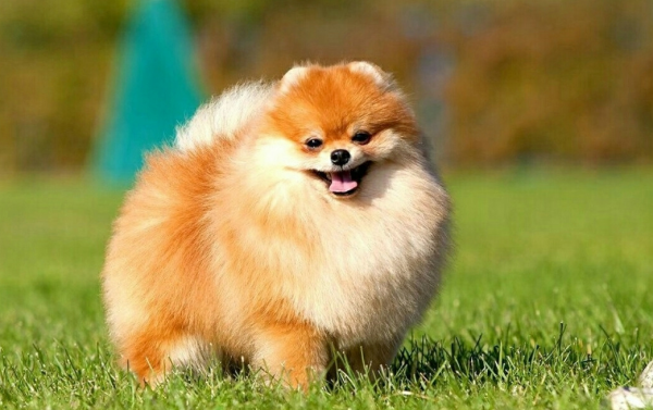 Померанский шпиц