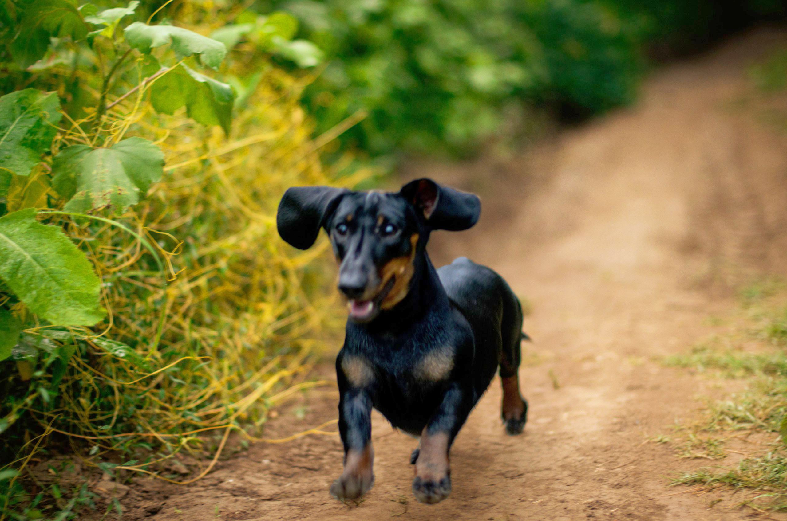 sobaka-taksa-harakteristika-porody
