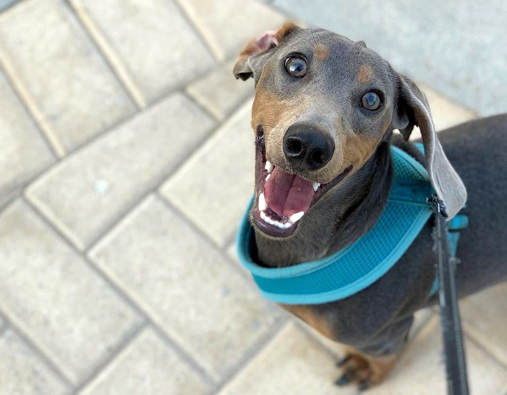 sobaka-taksa-harakteristika-porody