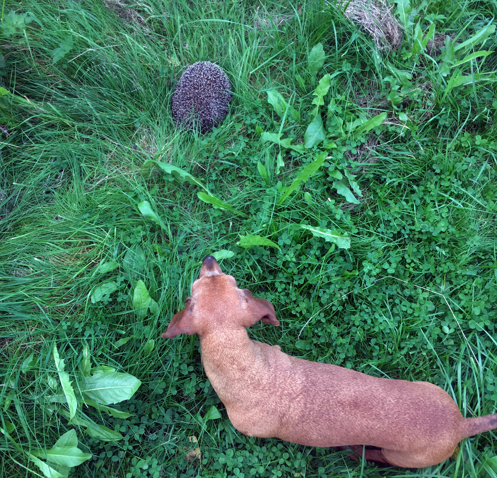 Собака такса: характеристика породы, особенности темперамента, наследственные заболевания