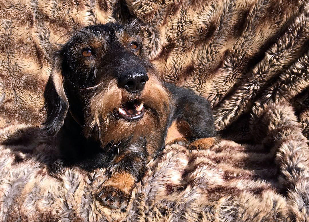 sobaka-taksa-harakteristika-porody