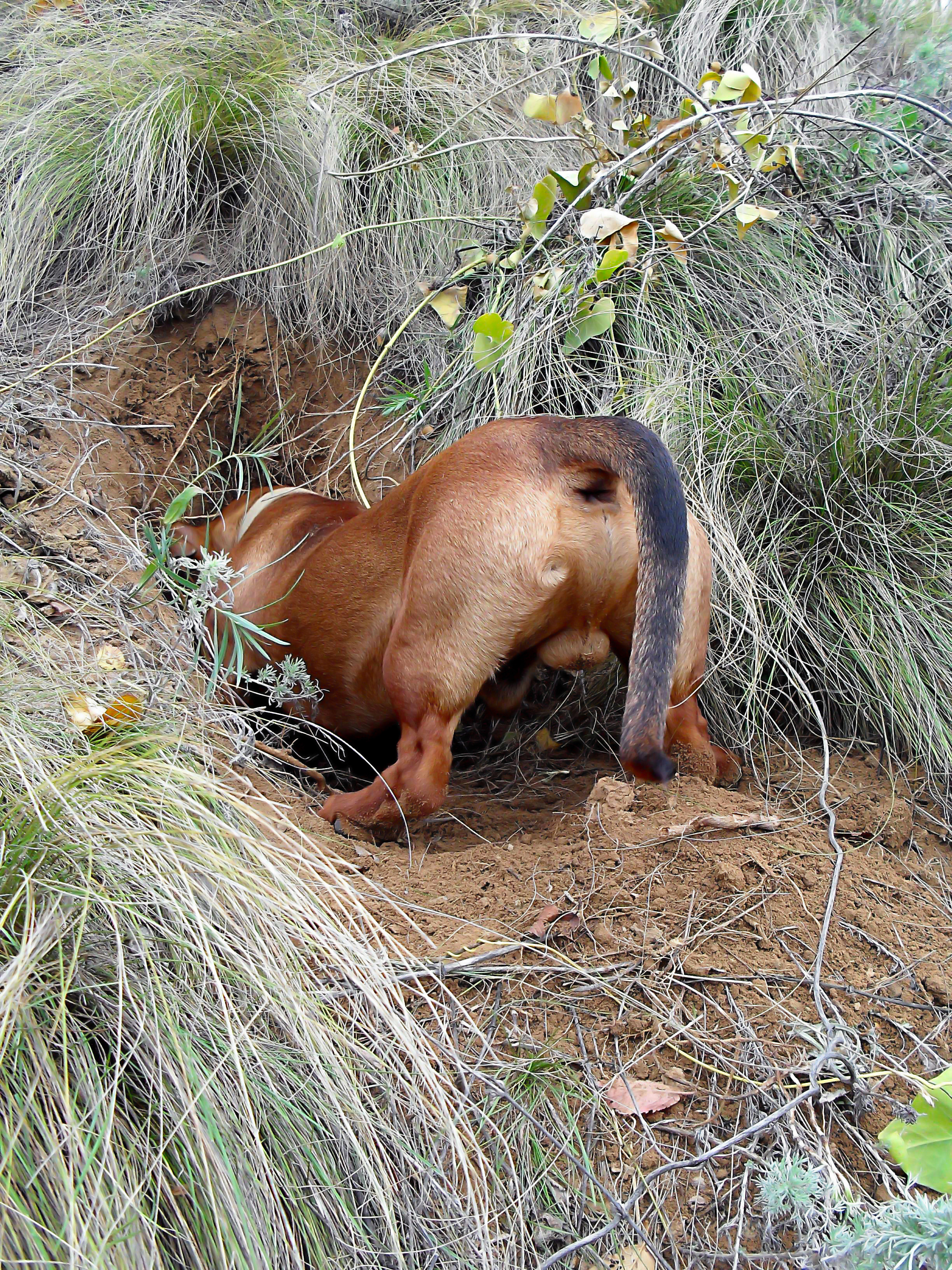 sobaka-taksa-harakteristika-porody