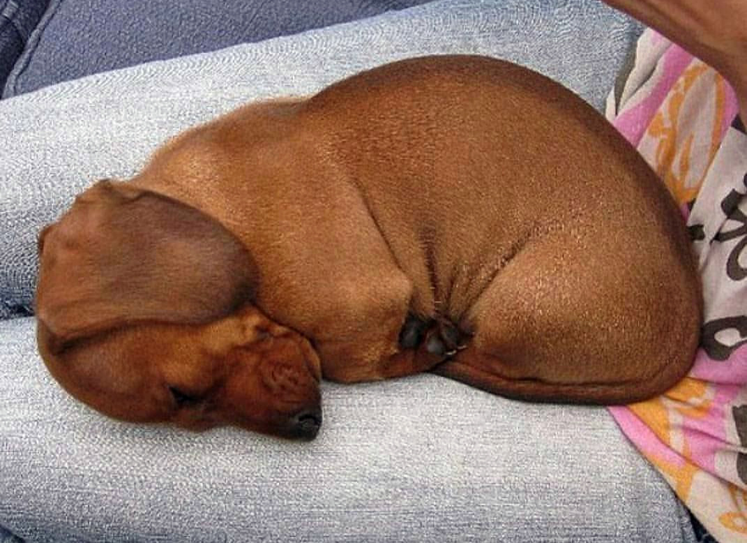 Собака такса: характеристика породы, особенности темперамента, наследственные заболевания