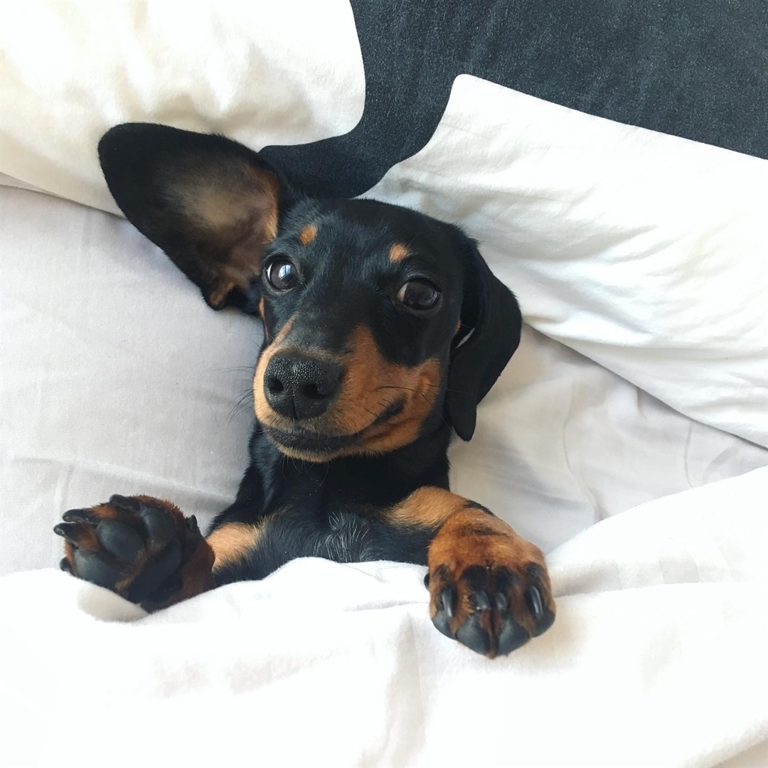 Собака такса: характеристика породы, особенности темперамента, наследственные заболевания