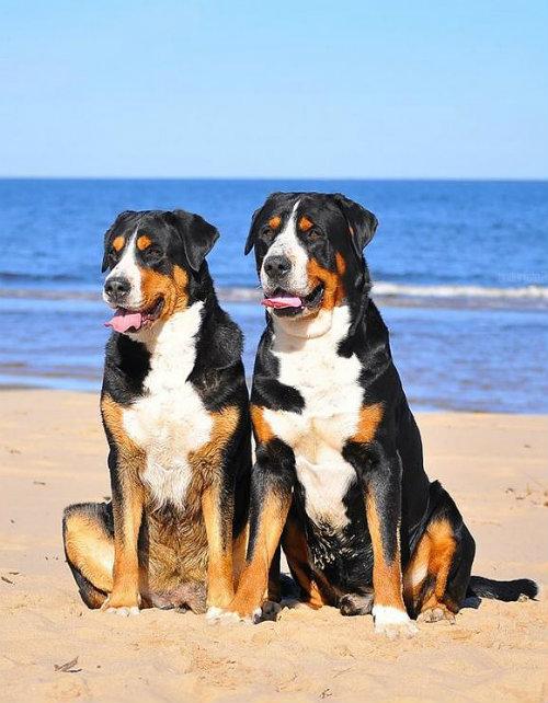 Большой швейцарский зенненхунд – стандарт внешнего вида