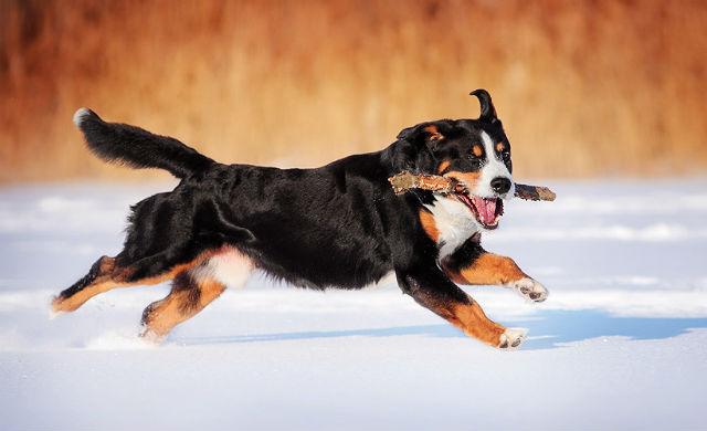 Большой швейцарский зенненхунд – физические нагрузки