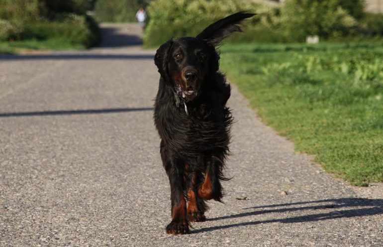 Внешность собаки