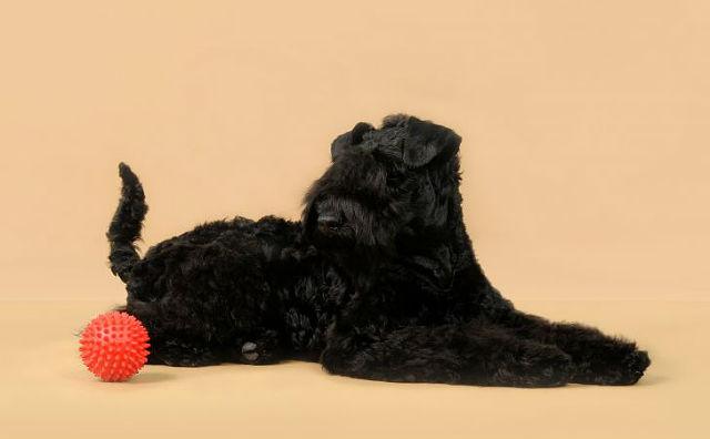 Керри блю терьер – дрессировка щенка