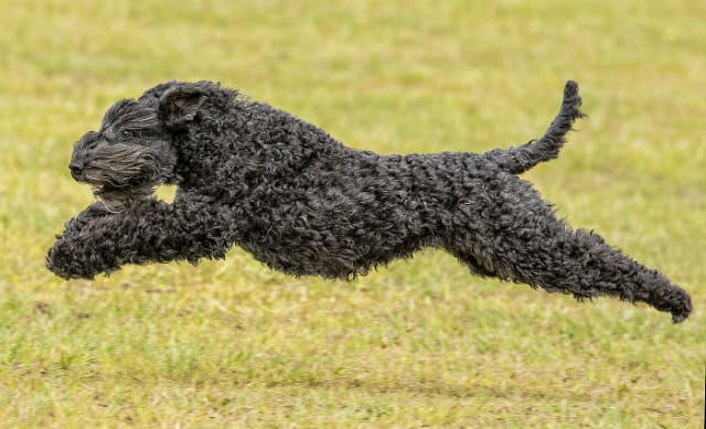 Керри блю терьер – внешний вид