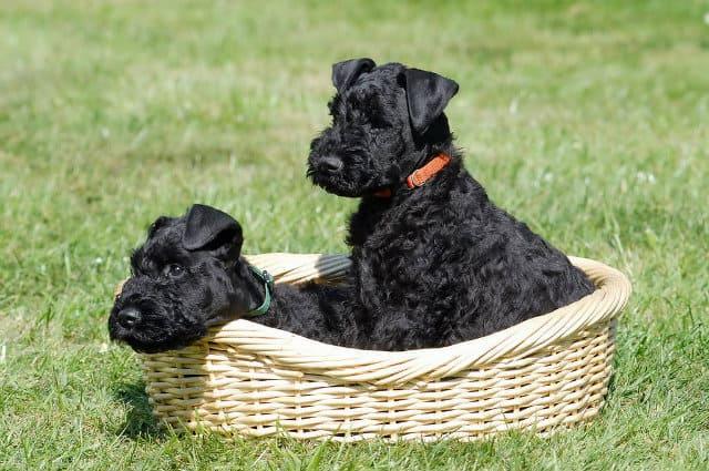 Керри блю терьер – выбор щенка