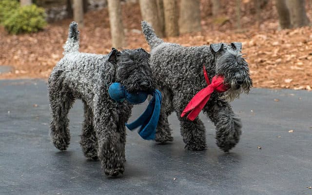 Керри блю терьер на прогулке