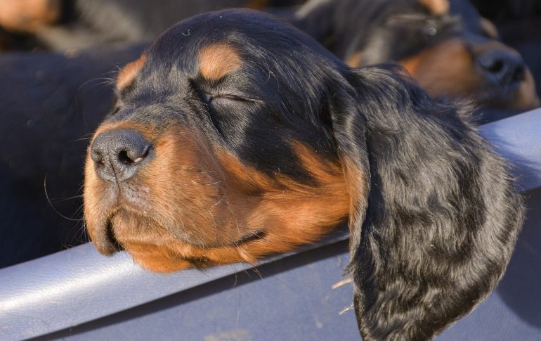 Как выбрать щенка