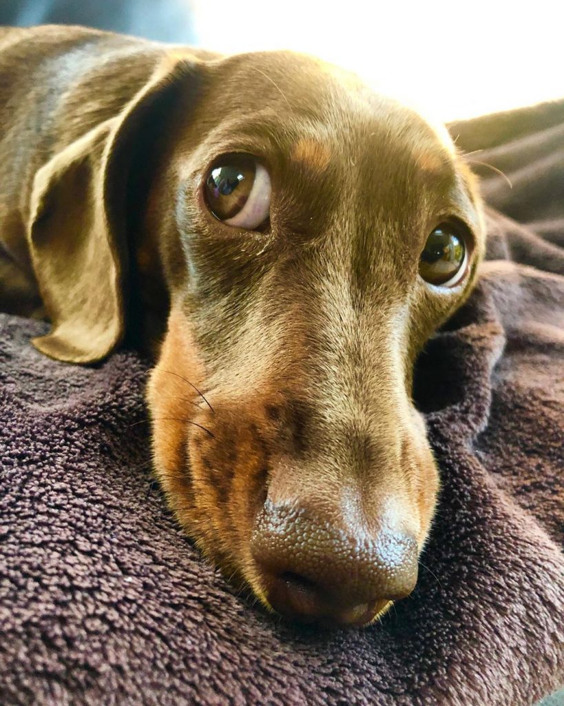 sobaka-taksa-harakteristika-porody