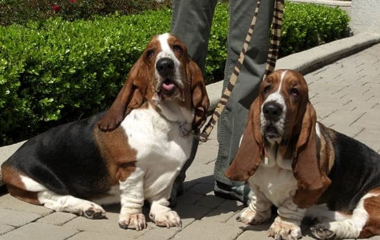Бассет-хаунды Бассет-хаунды