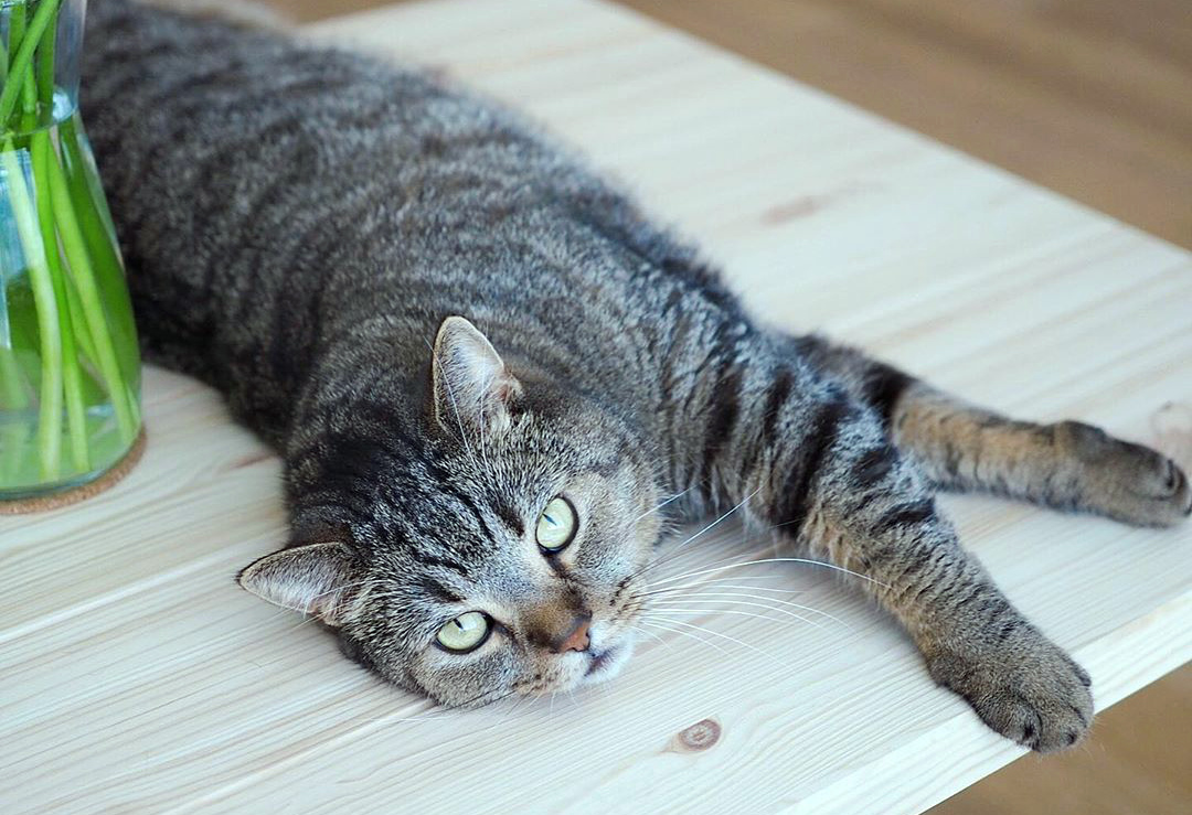 Порода кошек шотландская прямоухая: чем отличается от британской, характер страйтов, наследственные заболевания