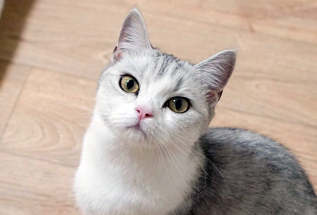 poroda-koshek-shotlandskaya-pryamouhaya