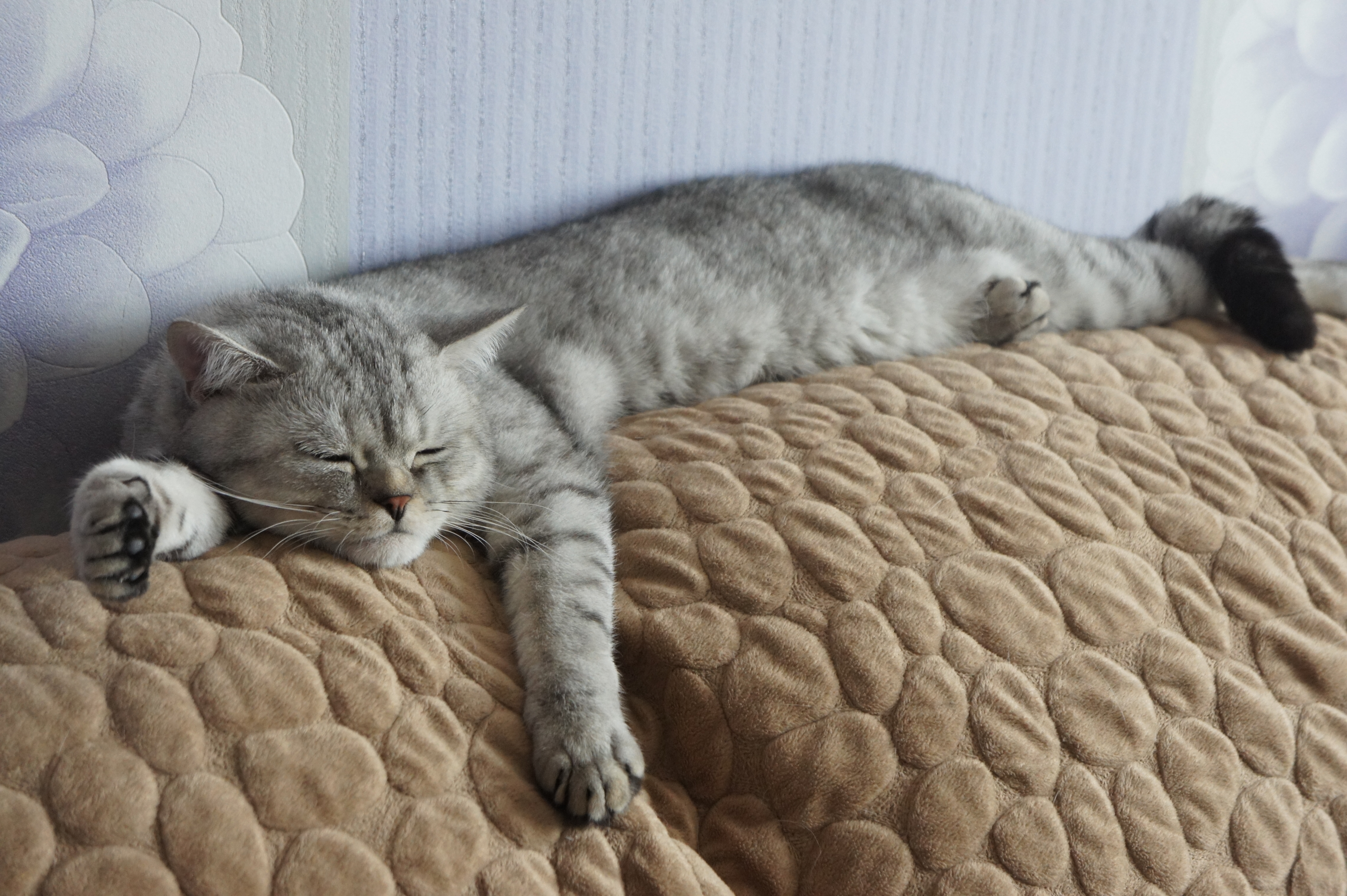 Порода кошек шотландская прямоухая: чем отличается от британской, характер страйтов, наследственные заболевания