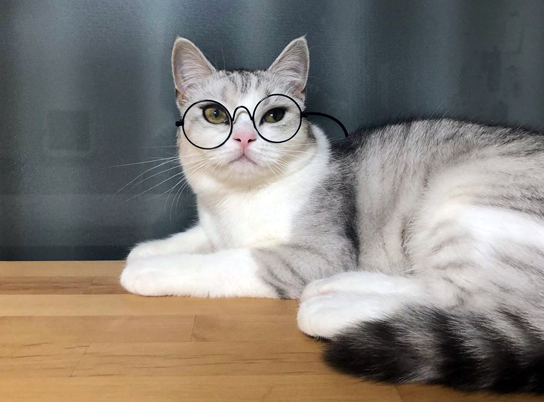 poroda-koshek-shotlandskaya-pryamouhaya