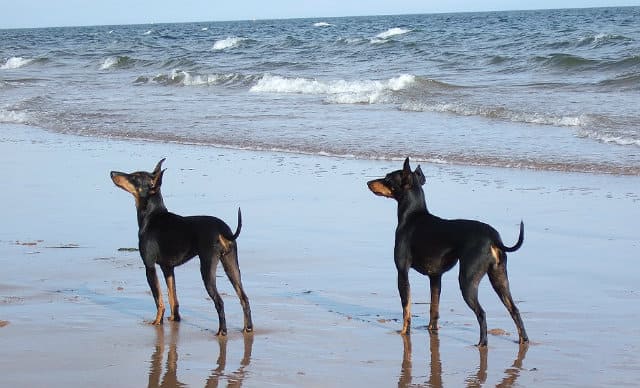 Английский той-терьер – прогулки