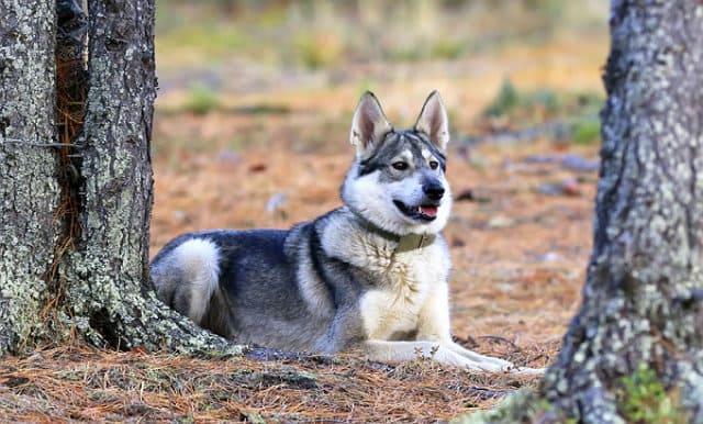 Дрессировка лайки - команда