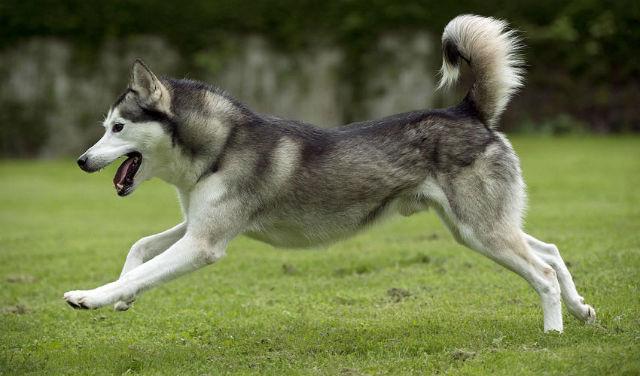 Дрессировка и воспитание лайки