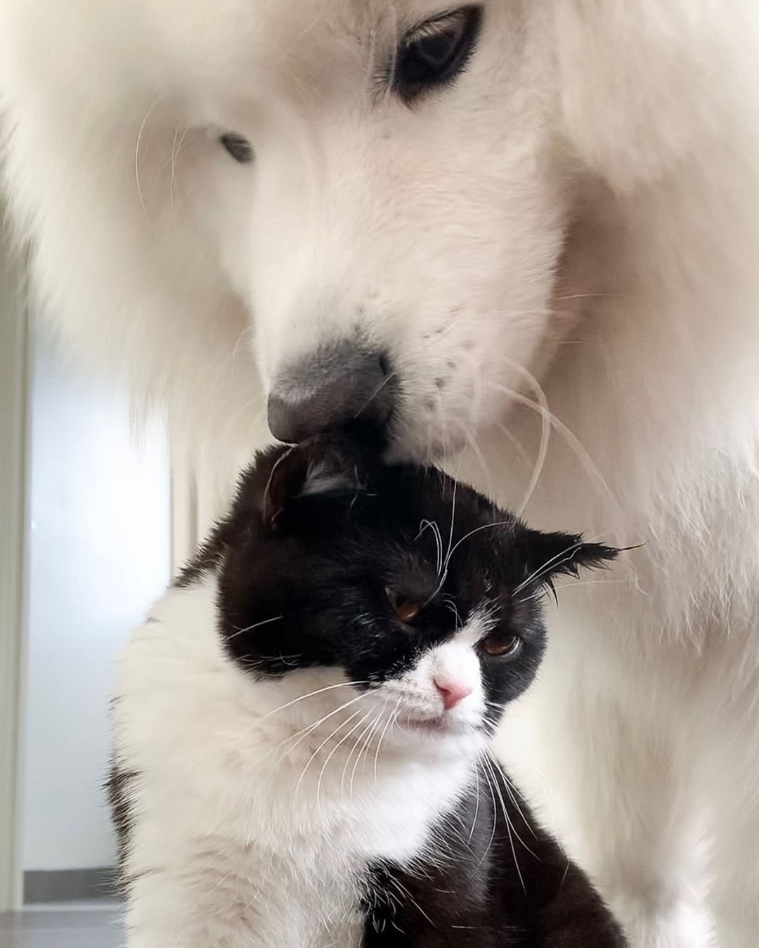 Порода кошек шотландская прямоухая: чем отличается от британской, характер страйтов, наследственные заболевания