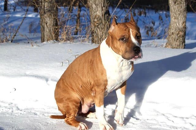 Метис стаффа и питбуля