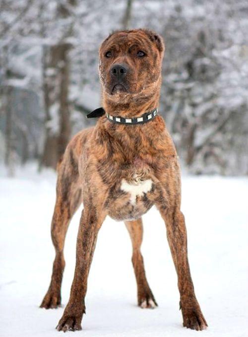 Метис алабая и питбуля