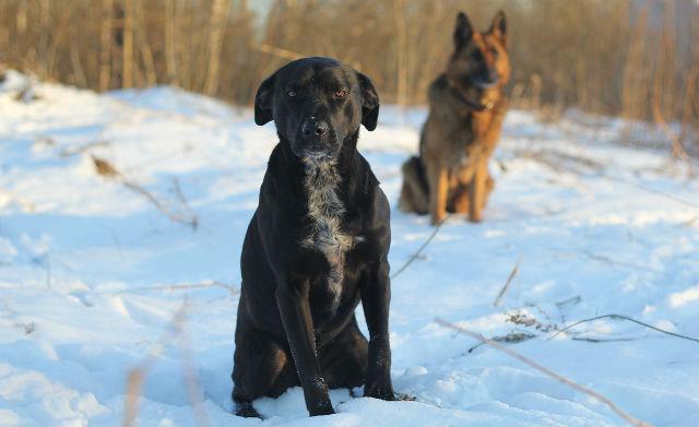 Метис лабрадора и питбуля