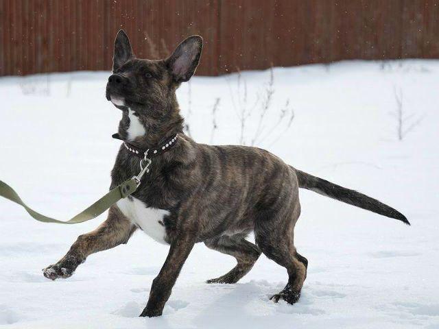 Метис овчарки и питбуля