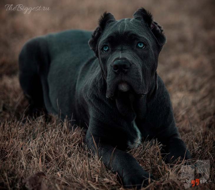 Американский бандог. CC0