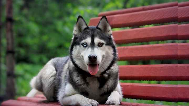 Сами по себе собаки породы хаски – ласковые и добрые