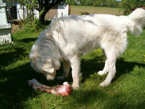 Маремма и кость