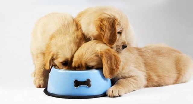 Золотистый ретривер — плюсы и минусы породы