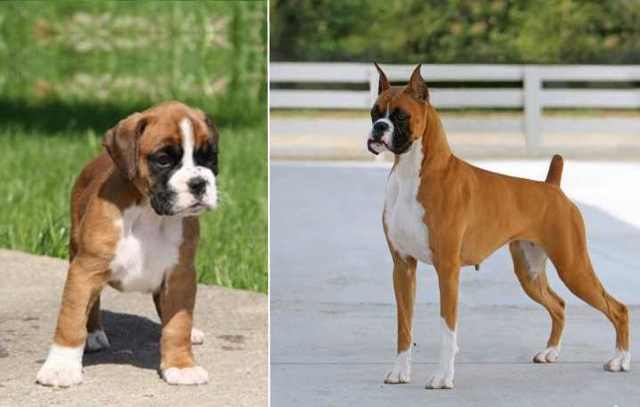 Плюсы и минусы собаки породы боксер